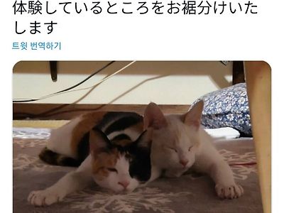 스트릿 출신 냥이가 집에서 처음 맞이하는 겨울