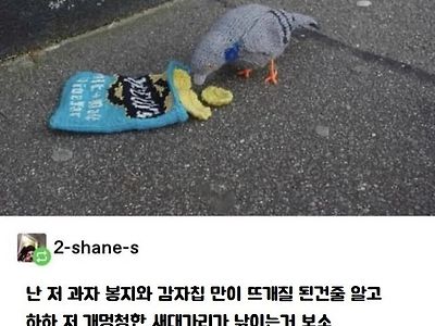 감자칩 훔친 비둘기