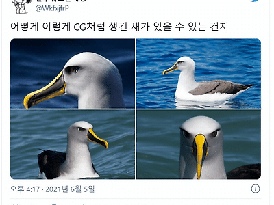 누가봐도 떡진 CG로 만든 새1