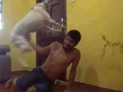 피곤한 주인vs활발한 개