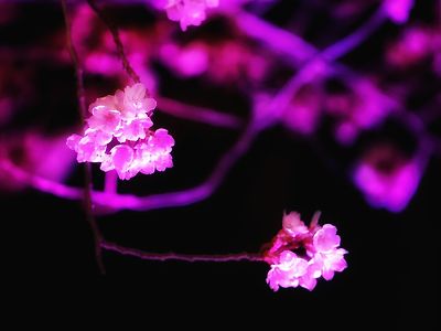 벚꽃시즌 스타트