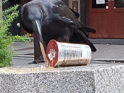 커피맛이 궁금했던 까마귀