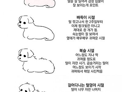 강아지 털 자라는 시기 구분