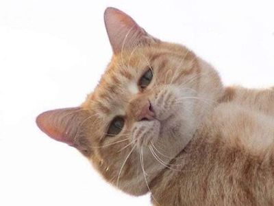 멍뭉이 점프..