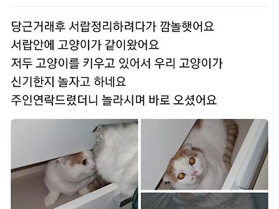 당근마켓 사건사고