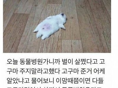 고구마 먹은 댕댕이의 최후