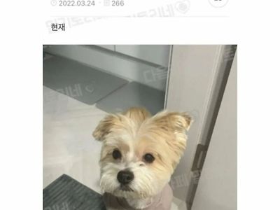 댕댕이의 충격적인 과거