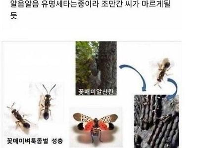 한때 한반도를 휩쓸었던 외래종들