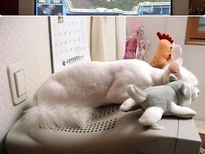 인형인척 하는거냥