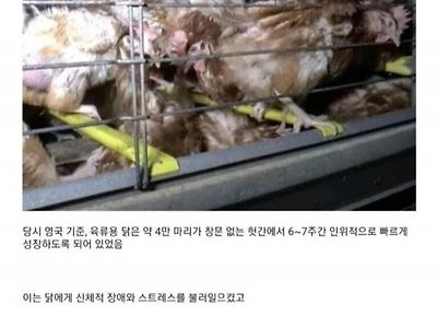 닭이 받는 스트레스를 줄여주는 신개념 사육 방법