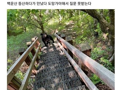 등산중에 곰 만난 디시인.jpg
