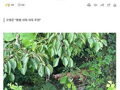 고령에서 사육장 탈출한 암사자 사살