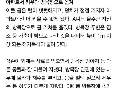 아파트에서 젖병물려 키운곰 에 60대부부 사망