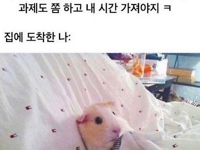 집에 도착한 나