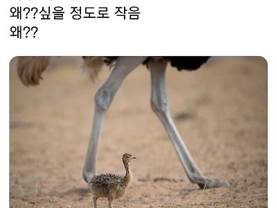 아기 타조 크기