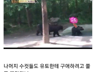 인기 암컷 곰이 자꾸 피투성이 된 이유..