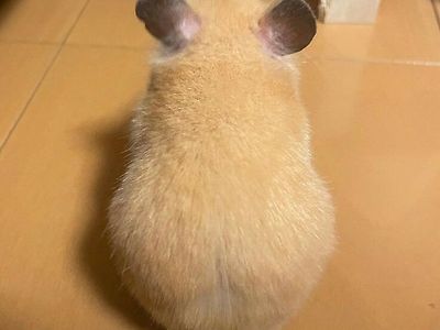 발가벗은 뒷태