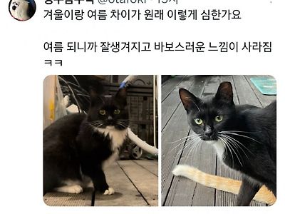 같은 고양이 다른 느낌