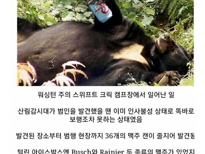 캠핑장을 습격하던 곰의 최후