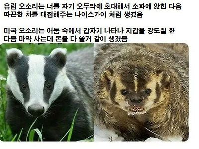 미국오소리와 유럽오소리의 차이.jpg