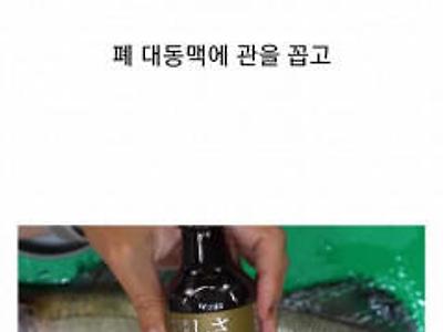 어떤 치과의사가 발명한 존나맛있는회 만드는법