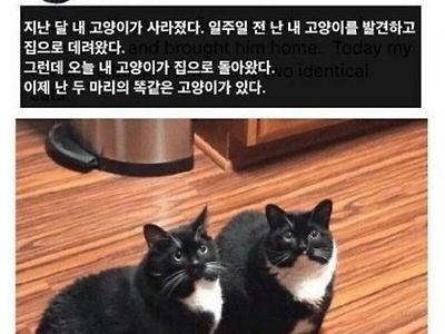 지난달 내 고양이가 사라졌다