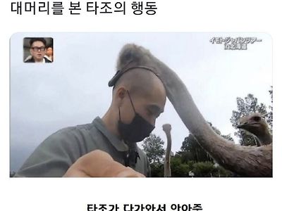 대머리를 본 타조의 반응
