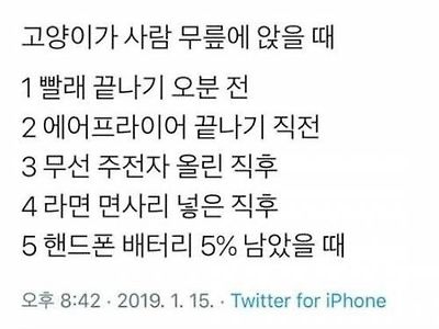 고양이가 사람 무릎에 앉을 때