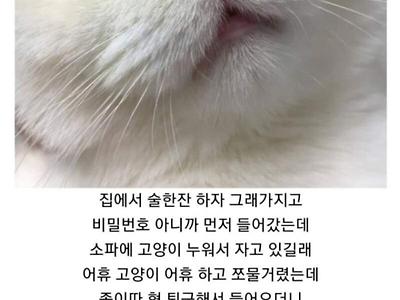 아는 형 집에 고양이가 있어서 만져봤습니다.