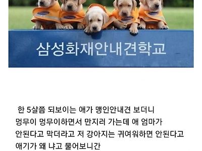 맹인 안내견을 만지면 안되는 이유