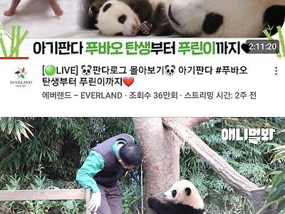 애버랜드 동물원의 판다 푸바오 유튜브 조회수 근황