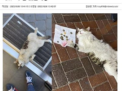 길에서 자다가 츄르값 벌어간 고양이