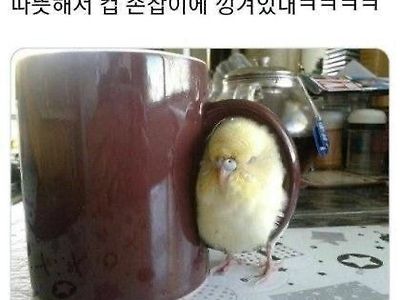 낑겨 있는 이유