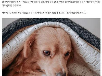 천둥칠 때 강아지가 떠는 이유