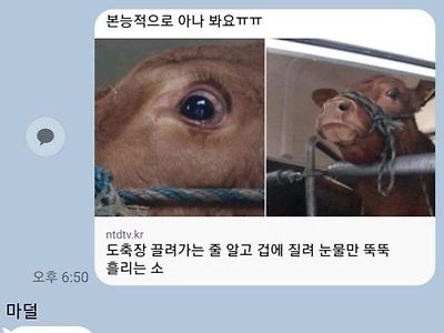 아들~ 엄마 소고기 먹는다 부럽지?.jpg