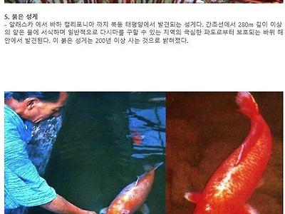현존 수명이 가장 긴 동물 랭킹 TOP 9