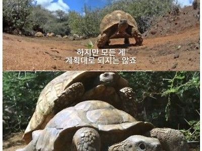 잠입용 거북이 모형에게 일어난 일