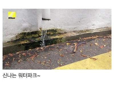 강아지가 직접 찍은 동내 사진들