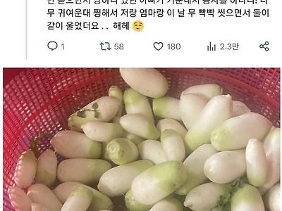 유튜브 보고 혼자 밭농사 하신 아빠의 작품