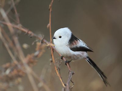 흰머리오목눈이