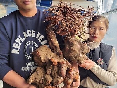 속보) 밀양 종남산에서 180년 하수오 발견