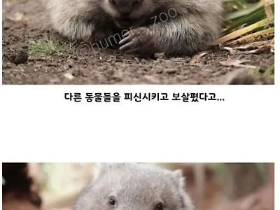 호주에서 영웅대우 받는 동물