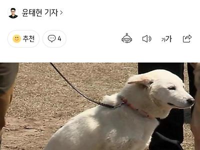 'NO 입마개' 진돗개에 다가갔다가 물려…견주 고소