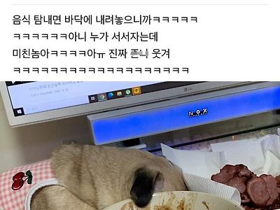 음식 앞에서 자는 척하는 댕댕이