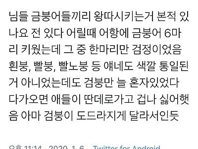 금붕어 세계의 왕따