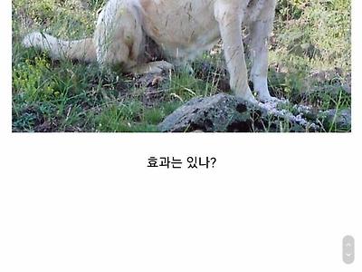 양치기 개 목에 채우는 가시 목걸이의 효과