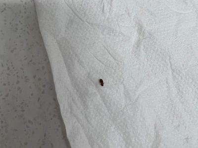 혹시 요놈 바퀴벌레는 아니죠 ?