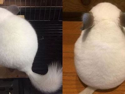 고양이 친칠라 닮음