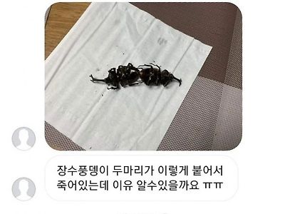 동성애가 자연을 거스르는게 아닌 이유