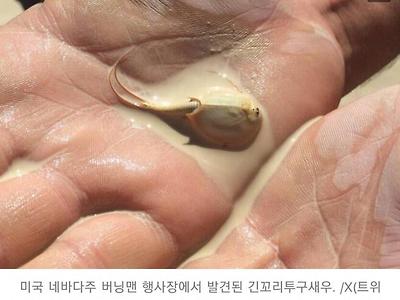 폭우내린 미국 사막에서 고대새우 부활함